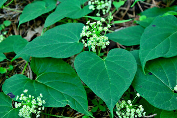 御坂山地の十二ヶ岳　イケマ

