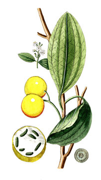Strychnos nus comica, Gew&ouml;hnliche Brechnuss, auch kurz Brechnuss oder Kr&auml;henaugenbaum, Strychninbaum oder Brechnussbaum, Nutzpflanze, Heilpflanze