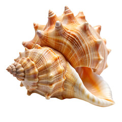 Obraz premium Conch Seashell on White