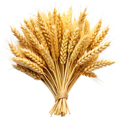 Fototapeta premium Golden Wheat Harvest on White
