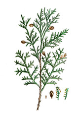 Thuja occidentalis, Abendländischer Lebensbaum, Nutzpflanze, Heilpflanze