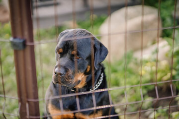 Rottweiler dog sitting behind a metal fence outdoors, looking down thoughtfully, wearing a chain collar in a garden environment..