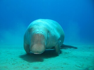 Red Sea | Egypt | Scuba Diving