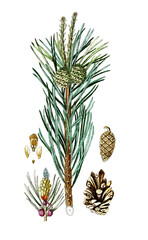 Obraz premium Pinus sylvestris, Waldkiefer, auch Gewöhnliche oder Gemeine Kiefer, Wald-Föhre, Rotföhre, Nutzpflanze, Heilpflanze