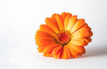 Marigold flowers in yellow and orange  on a white background