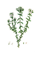 Cannabis sativa, Hanf, Hanfpflanze, Nutzpflanze, Heilpflanze