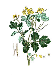 Chelidonium majus, Schöllkraut, Nutzpflanze, Heilpflanze