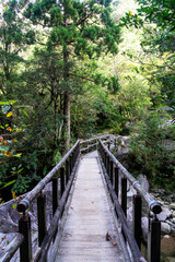 View of primeval cedar forests in Yakushima island, Japan