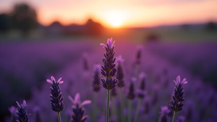 Obraz premium Sunset over Lavender Field: Aromatic Purple Blooms in a Tranquil Summer Landscape 