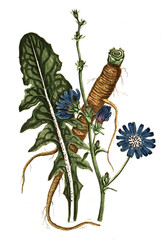 Cichorium intybus, Gemeine Wegwarte oder Gewöhnliche Wegwarte