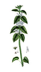 Lamium album, Weiße Taubnessel, Nutzpflanze, Heilpflanze