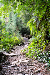 Obraz premium View of primeval cedar forests in Yakushima island, Japan