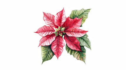a flower of poinsettia painted on a transparent background, PNG image, PNG file, Generative art.
