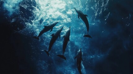 Obraz premium A pod of bottlenose dolphins swimming in the depths of the blue sea