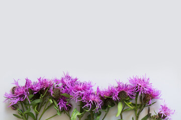 Floral square pattern of purple and pink milk thistle flowers spikes on grey background. Flat lay, top view. Pattern.