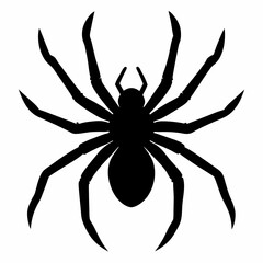 black and yellow spider