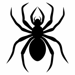 black spider isolated on white