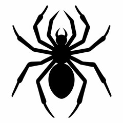 spider on a white background