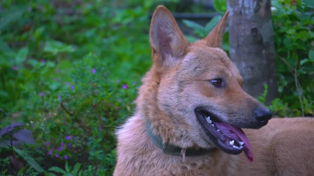 Close-Up of Happy Tan Dog Panting in Green Garden. Playful Dog with Thick Fur and Purple Flowers. Adorable Canine with Tongue Out in Natural Setting.