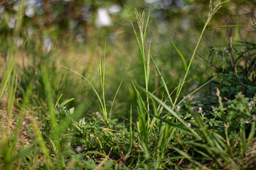 Close-up low-angle view of tall green grass with feathery seed heads and warm bokeh background. Sunny nature scene.

