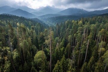 Fototapeta premium Majestic Aerial View of a Lush Green Coniferous Forest and Mountain Range
