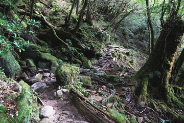 View of primeval cedar forests in Yakushima island, Japan