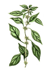 Parietaria officinalis, Aufrechtes Glaskraut, Nutzpflanze, Heilpflanze