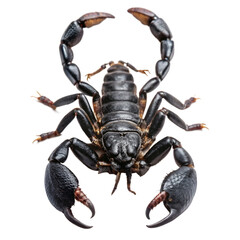 Black Scorpion with Raised Tail