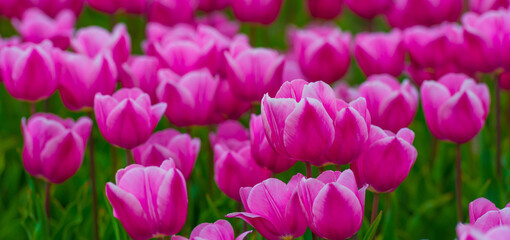 Obraz premium Colorful flowers growing in an agricultural field, Almere, Flevoland, The Netherlands, April 15, 2025