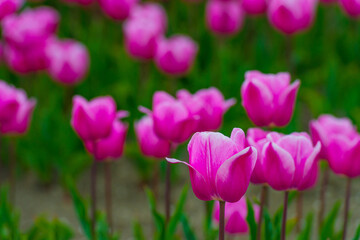 Fototapeta premium Colorful flowers growing in an agricultural field, Almere, Flevoland, The Netherlands, April 15, 2025
