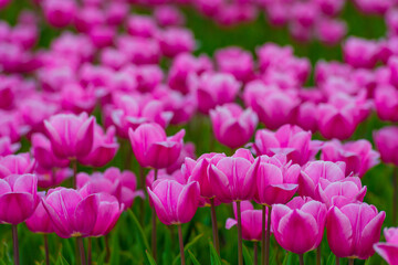 Colorful flowers growing in an agricultural field, Almere, Flevoland, The Netherlands, April 15, 2025