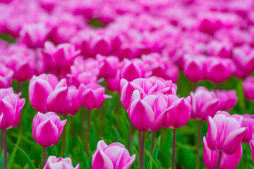 Obraz premium Colorful flowers growing in an agricultural field, Almere, Flevoland, The Netherlands, April 15, 2025