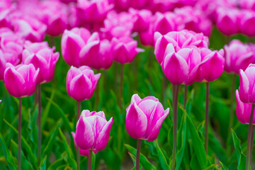 Fototapeta premium Colorful flowers growing in an agricultural field, Almere, Flevoland, The Netherlands, April 15, 2025