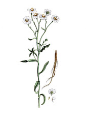 Achillea ptarmica, Sumpf-Schafgarbe oder Bertram-Schafgarbe, Nutzpflanze, Heilpflanze © Bildagentur-o