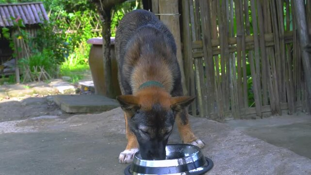 Adorable Dog Eating from Shiny Metal Bowl. Close-Up of Puppy Enjoying Meal Outdoors. Pet Care Scene with Brown and Black Dog.
