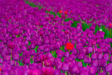Colorful flowers growing in an agricultural field, Almere, Flevoland, The Netherlands, April 15, 2025