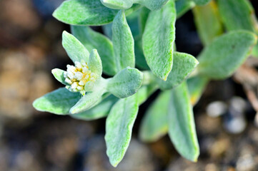 Obraz premium 御坂山地の鬼ヶ岳 キク科ヤマハハコ属 トダイハハコ 