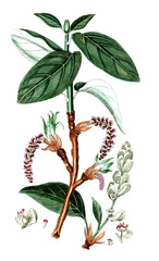 Populus balsamifera, Balsam-Pappel, Heilpflanze, Nutzpflanze