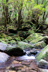 View of primeval cedar forests in Yakushima island, Japan