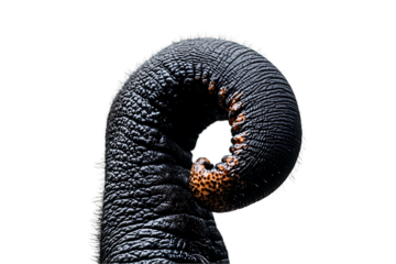 Elephant Trunk Curl: Textured Skin Detail on White.