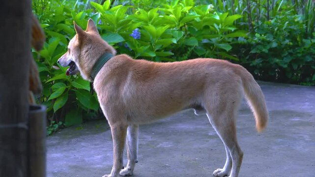 Light Brown Dog Standing in Lush Garden with Vibrant Greenery. Bushy-Tailed Dog Wearing Green Collar in Outdoor Setting. Alert Dog Exploring Garden with Blue Flowers and Foliage.