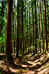 Obraz premium 御坂山地の雪頭ヶ岳 木漏れ日の杉林を歩く 