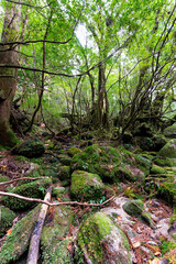 View of primeval cedar forests in Yakushima island, Japan