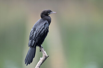 Little cormorant (Microcarbo niger) drying