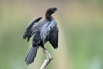 Little cormorant (Microcarbo niger) drying
