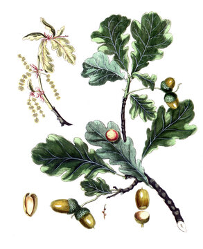 Quercus robur, Stieleiche, Sommereiche oder Deutsche Eiche, Heilpflanze, Naturmedizin