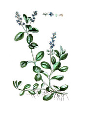 Veronica officinalis, Echter Ehrenpreis, Heilpflanze, Naturmedizin