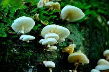 御坂山地の雪頭ヶ岳　ヌメリツバタケ
