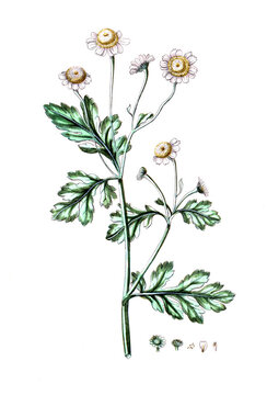 Matricaria parthenium, Mutterkraut, Naturmedizin, Heilpflanze