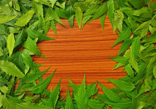 Neem leaves frame, green leaves background, medicinal plant leaves on a table 
